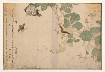 Wasps and hairy caterpillar, 1788